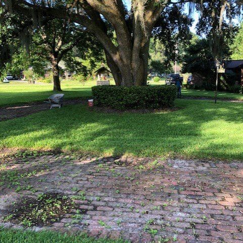Brick pathway leading towards a lush park with a large tree and greenery in North East Florida.